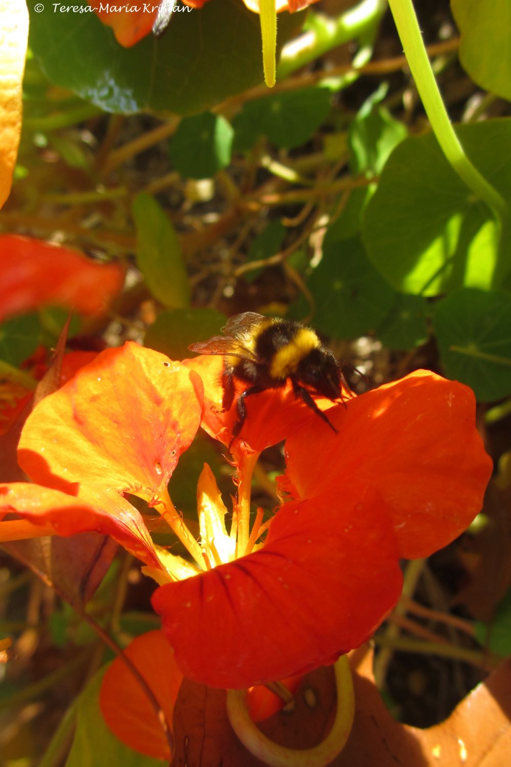 Herbstliche Impressionen vom Grazer Botanischen Garten