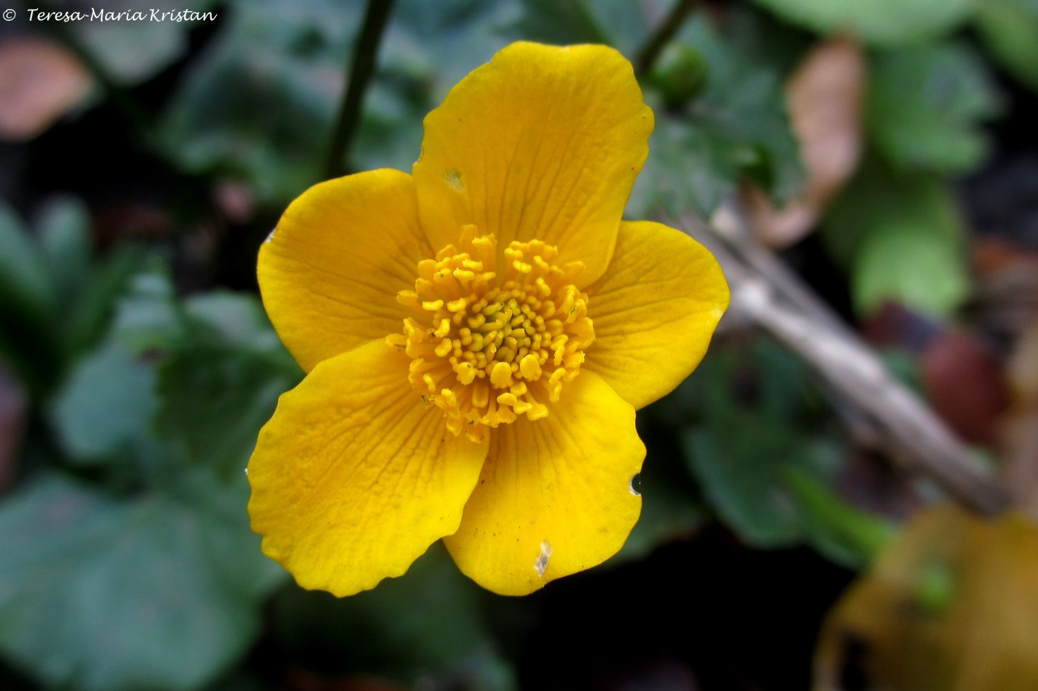 Herbstliche Impressionen vom Grazer Botanischen Garten