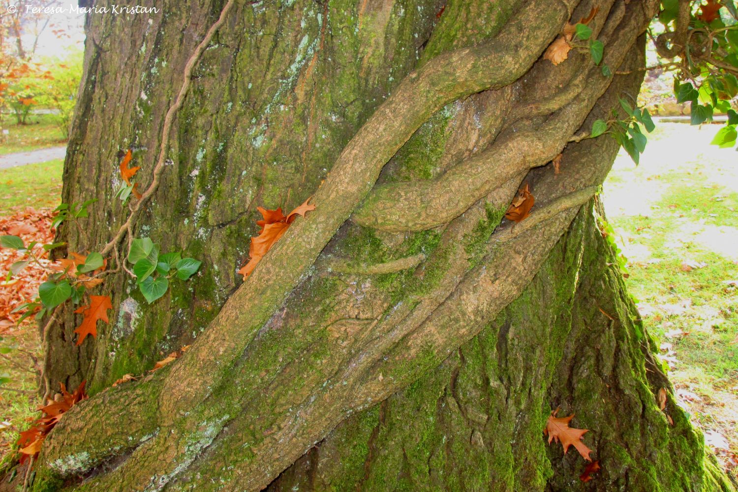 Herbstliche Impressionen vom Grazer Botanischen Garten