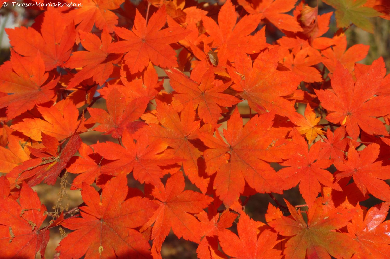 Herbstliche Impressionen vom Grazer Botanischen Garten