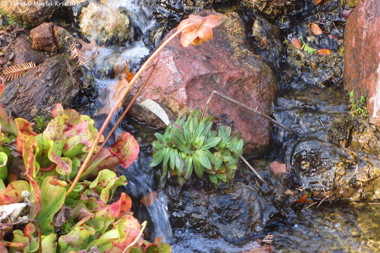 Herbstliche Impressionen vom Grazer Botanischen Garten