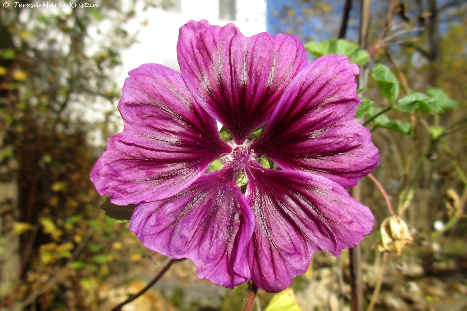 Herbstliche Impressionen vom Grazer Botanischen Garten