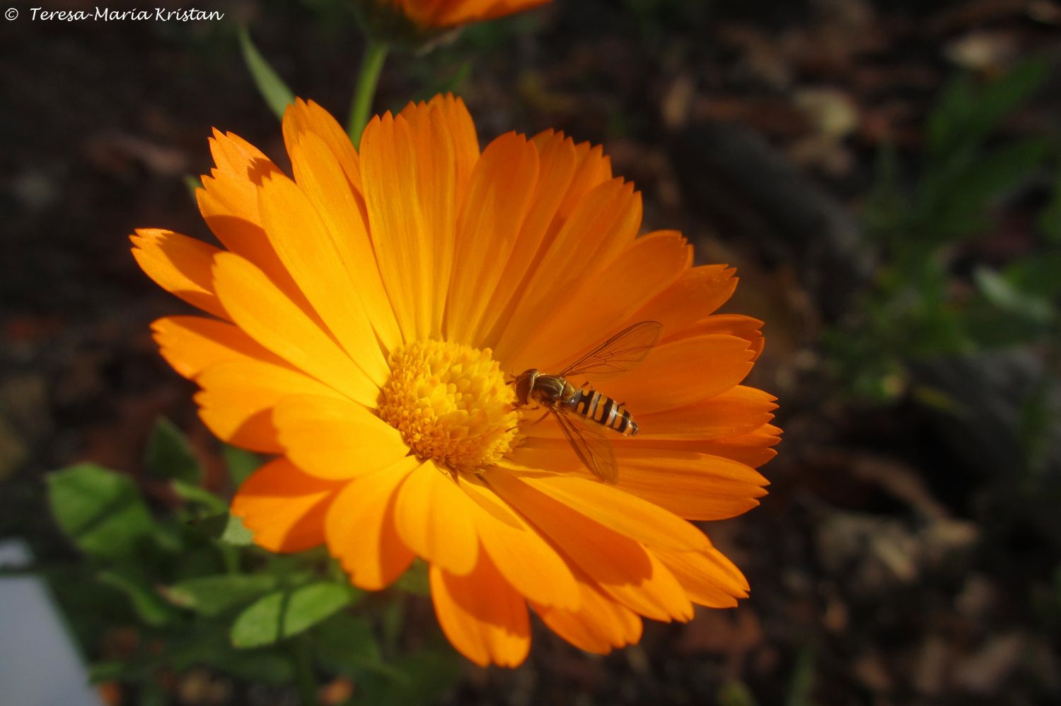 Herbstliche Impressionen vom Grazer Botanischen Garten