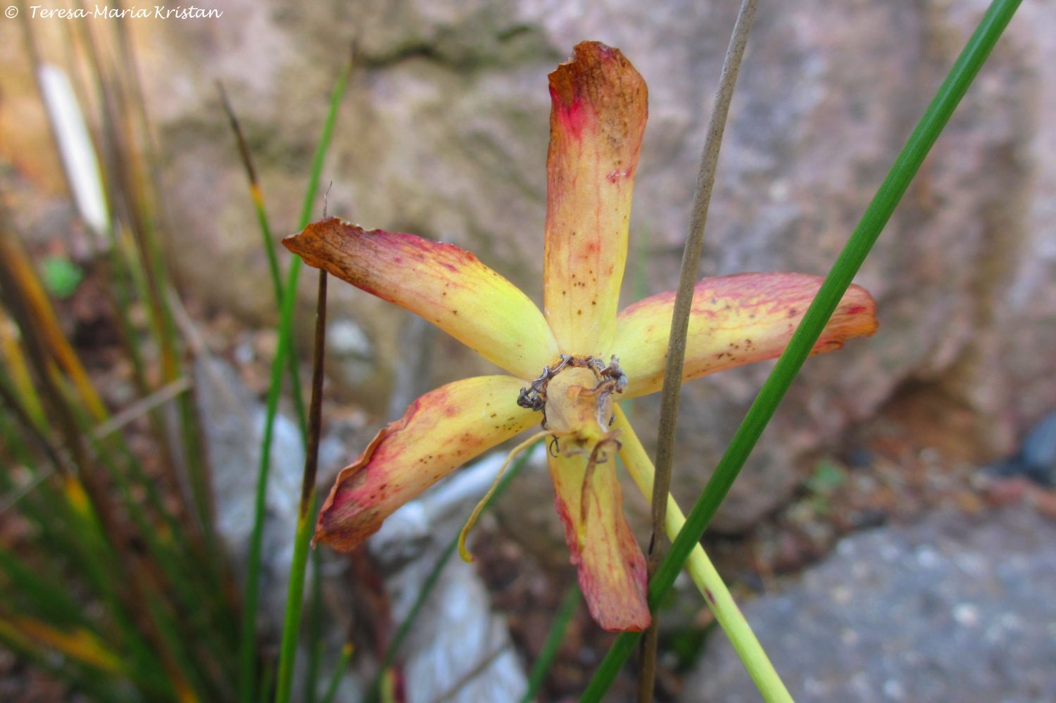 Herbstliche Impressionen vom Grazer Botanischen Garten