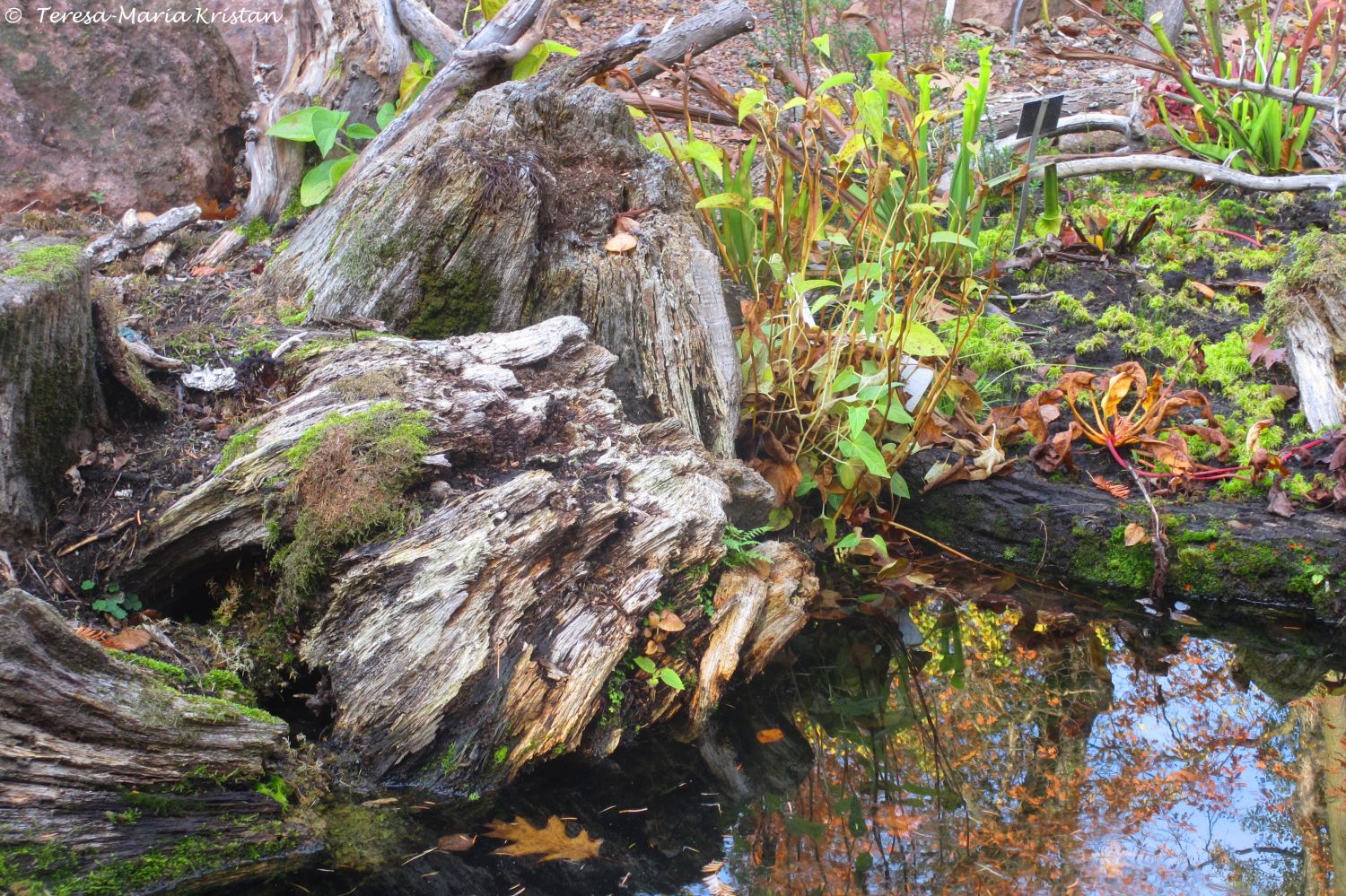 Herbstliche Impressionen vom Grazer Botanischen Garten