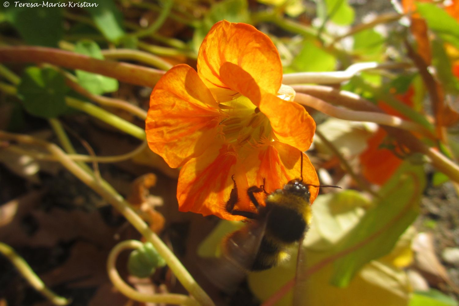 Herbstliche Impressionen vom Grazer Botanischen Garten