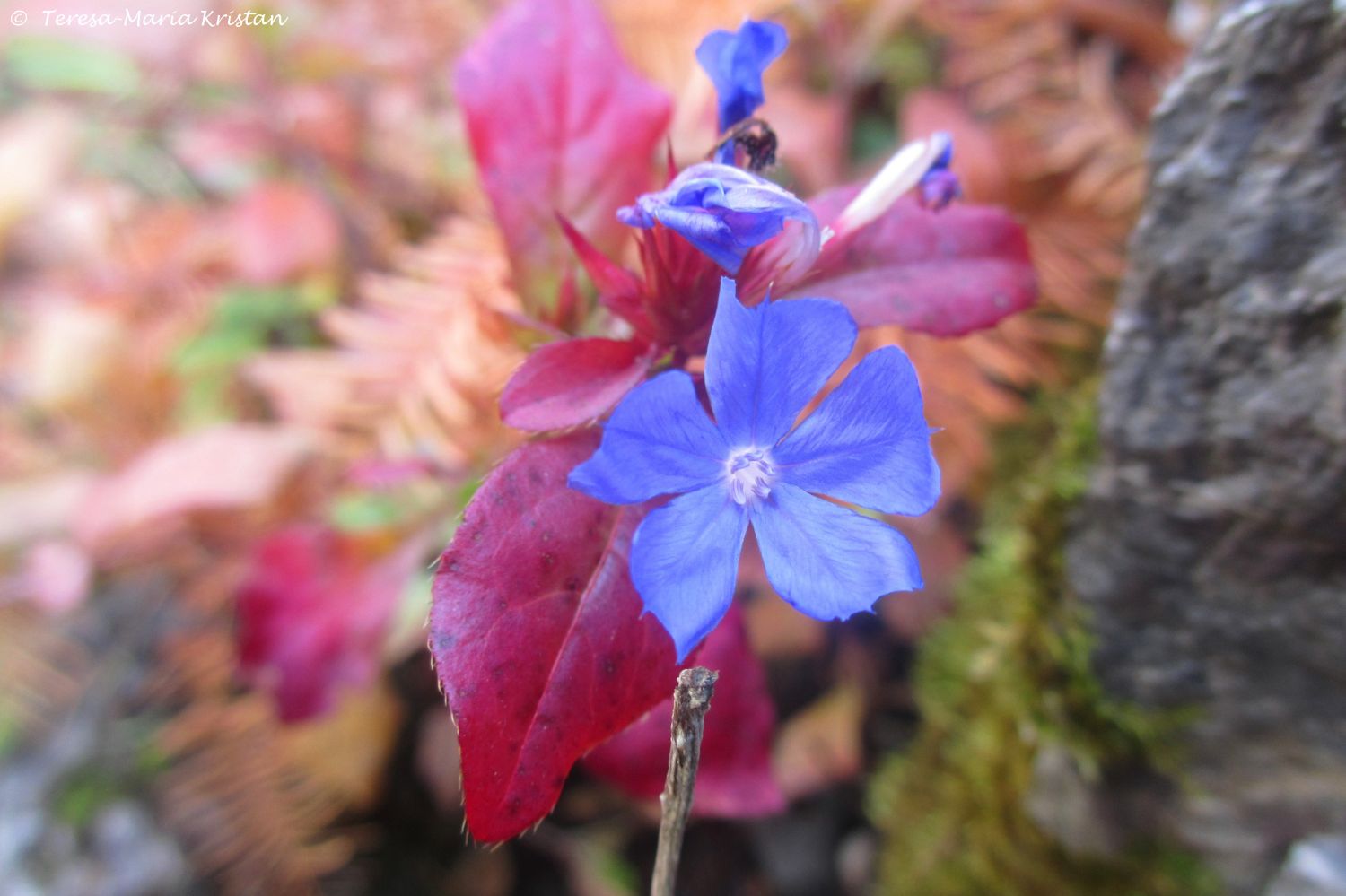 Herbstliche Impressionen vom Grazer Botanischen Garten