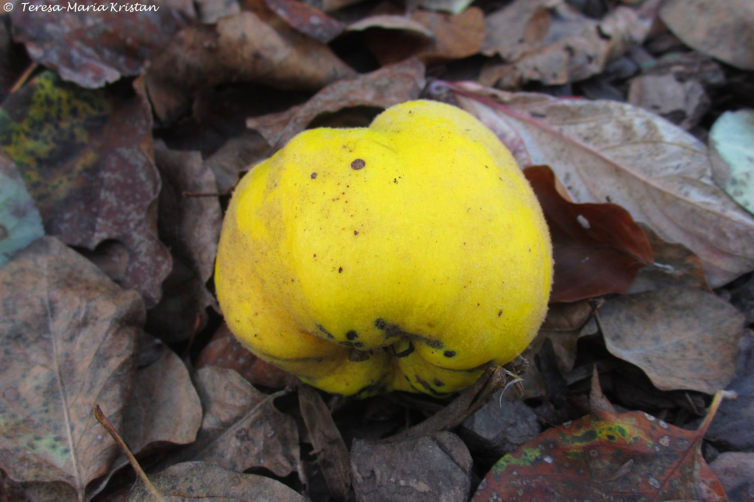 Herbstliche Impressionen vom Grazer Botanischen Garten