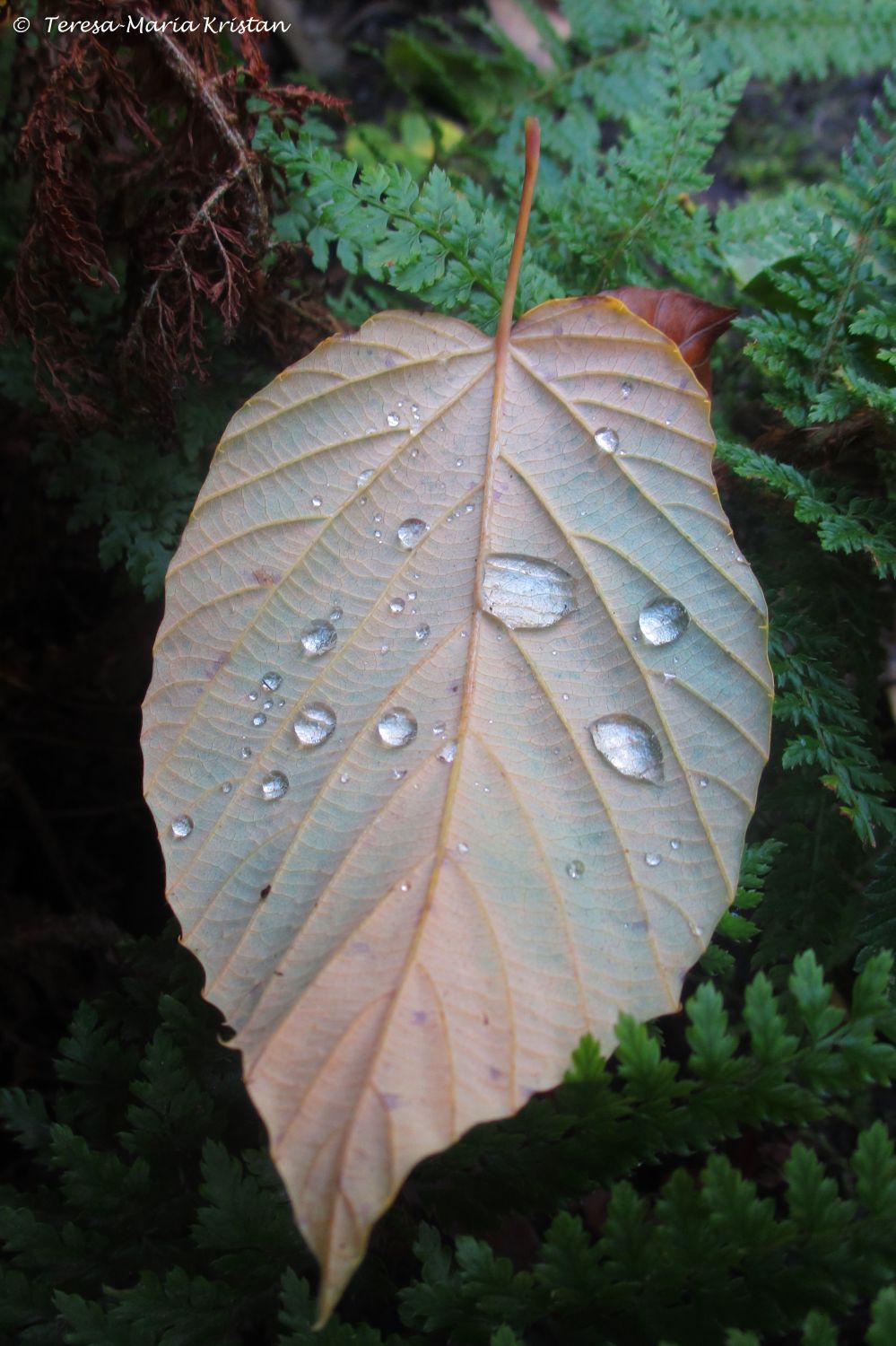 Herbstliche Impressionen vom Grazer Botanischen Garten