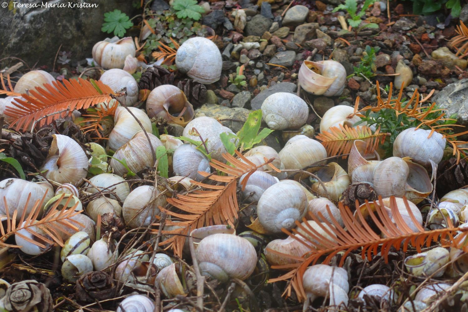 Herbstliche Impressionen vom Grazer Botanischen Garten