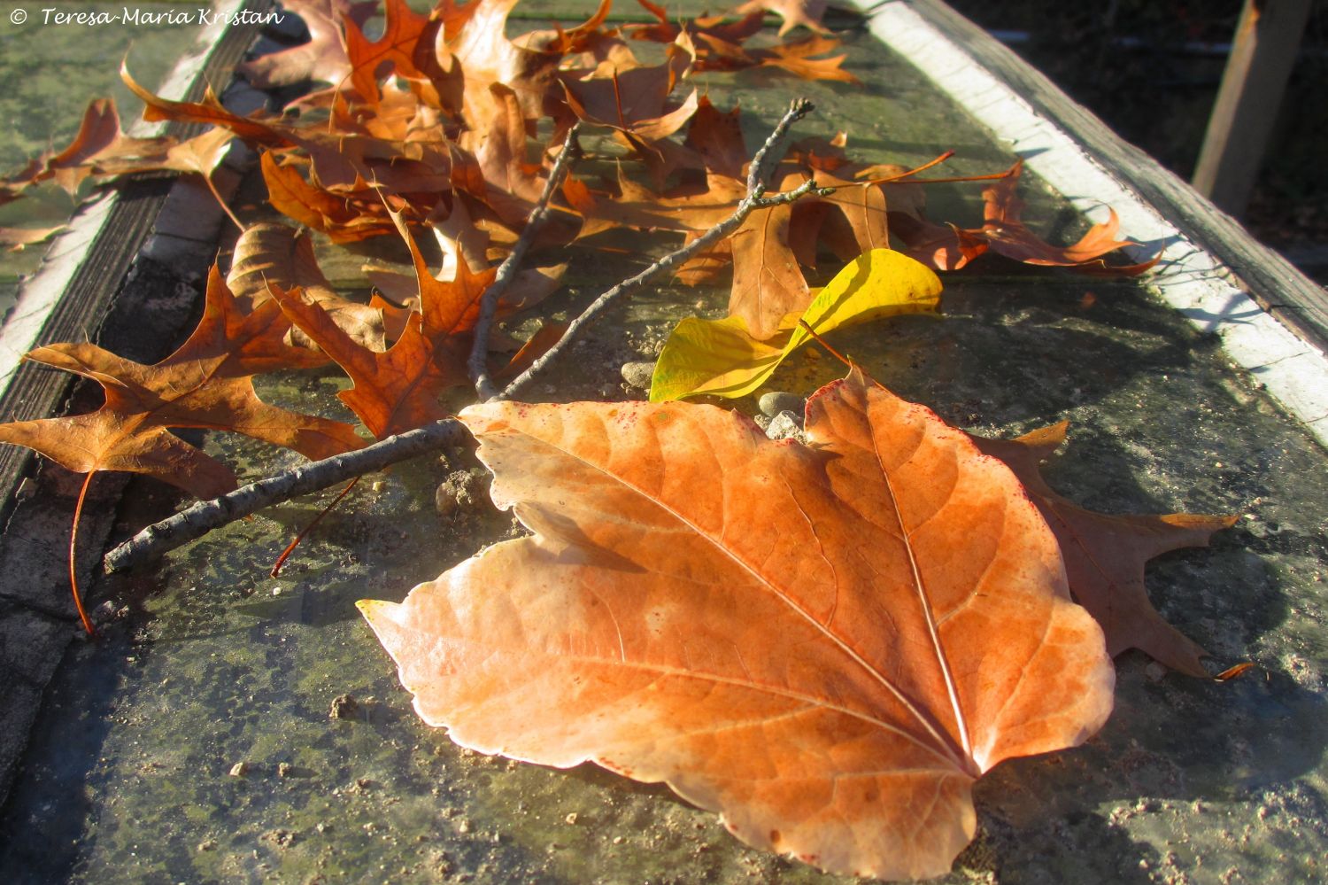 Herbstliche Impressionen vom Grazer Botanischen Garten