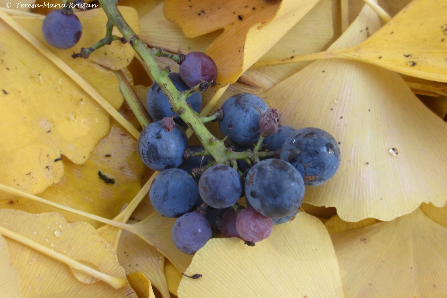 Herbstliche Impressionen vom Grazer Botanischen Garten