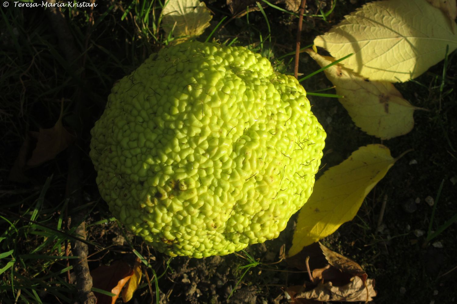 Herbstliche Impressionen vom Grazer Botanischen Garten