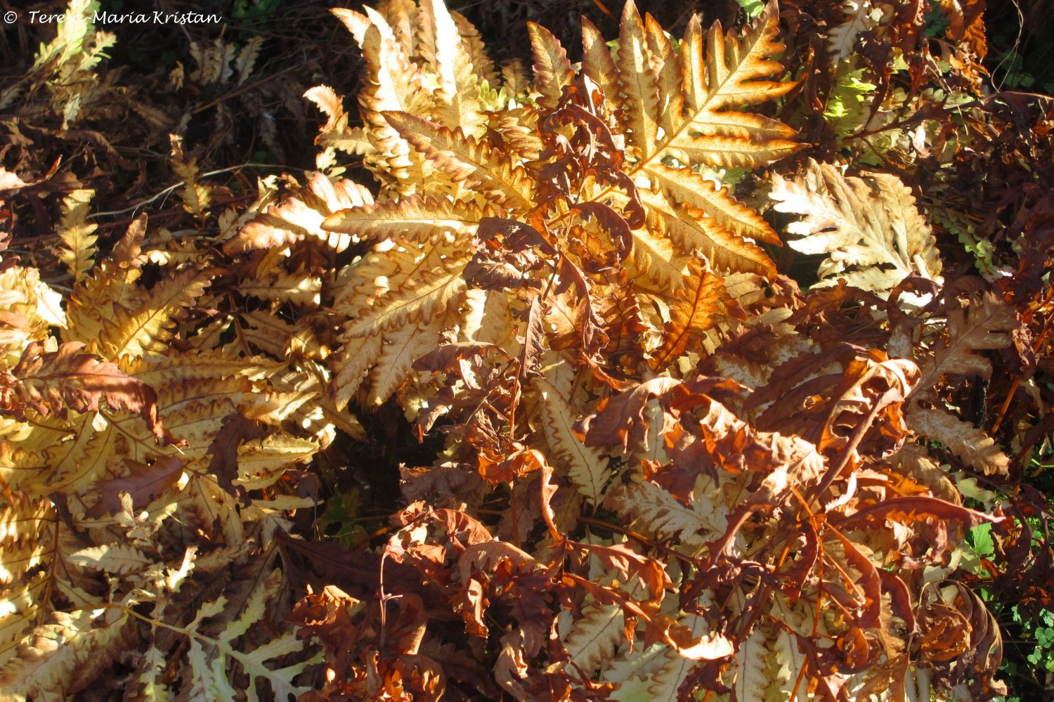 Herbstliche Impressionen vom Grazer Botanischen Garten