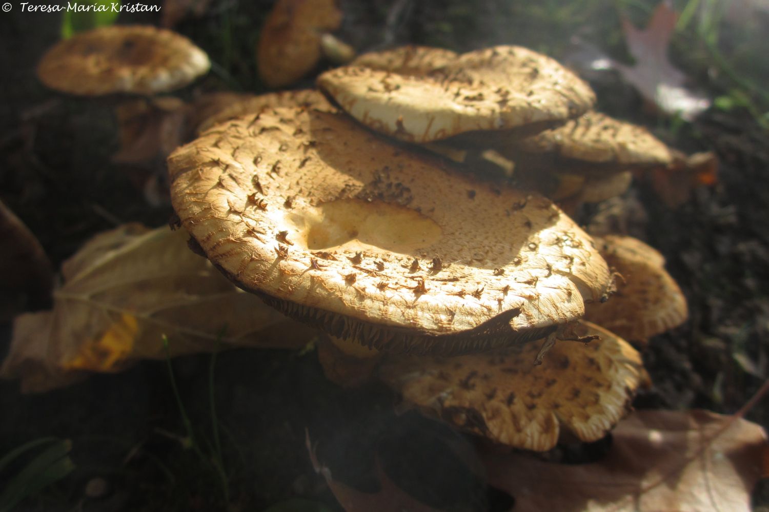 Herbstliche Impressionen vom Grazer Botanischen Garten