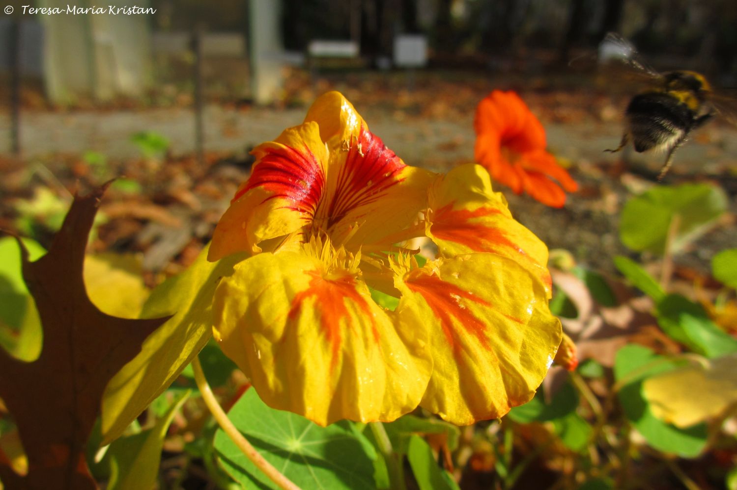 Herbstliche Impressionen vom Grazer Botanischen Garten