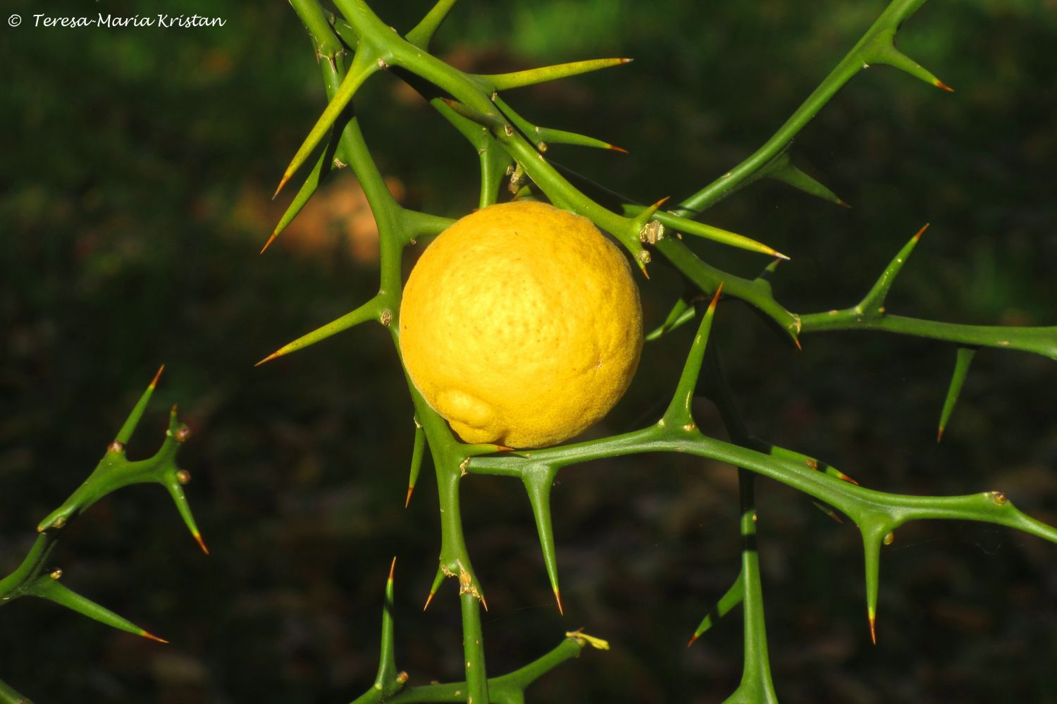 Herbstliche Impressionen vom Grazer Botanischen Garten