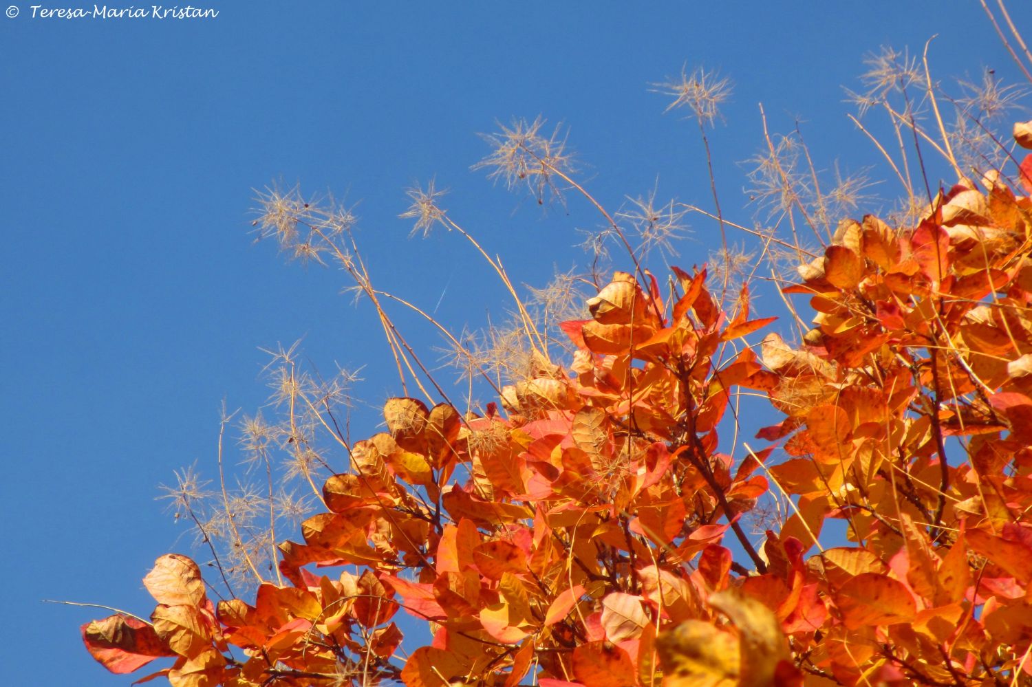 Herbstliche Impressionen vom Grazer Botanischen Garten