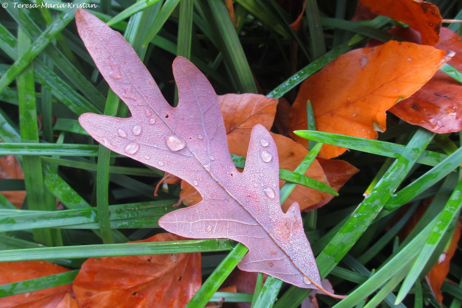 Herbstliche Impressionen vom Grazer Botanischen Garten