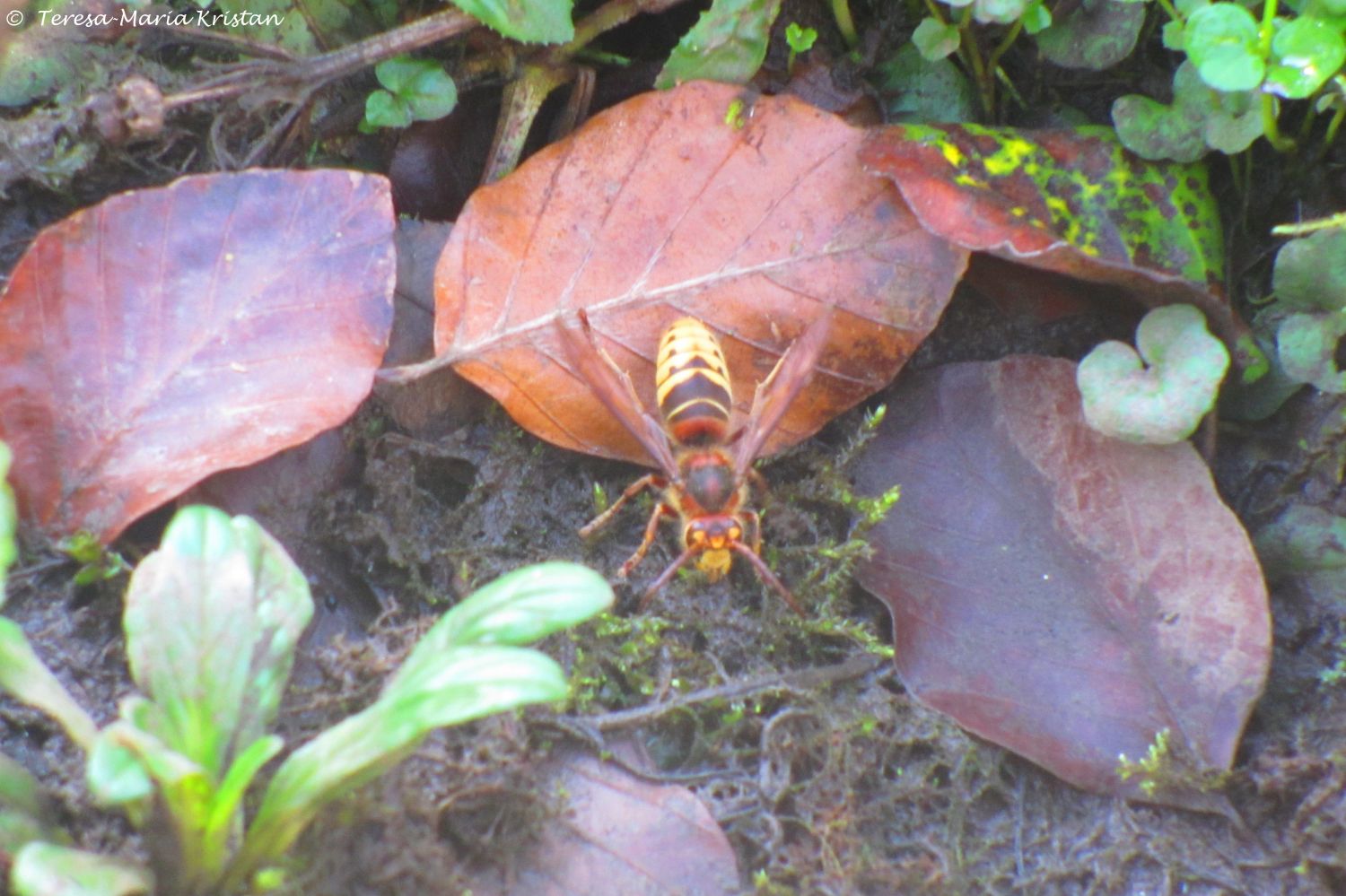 Herbstliche Impressionen vom Grazer Botanischen Garten