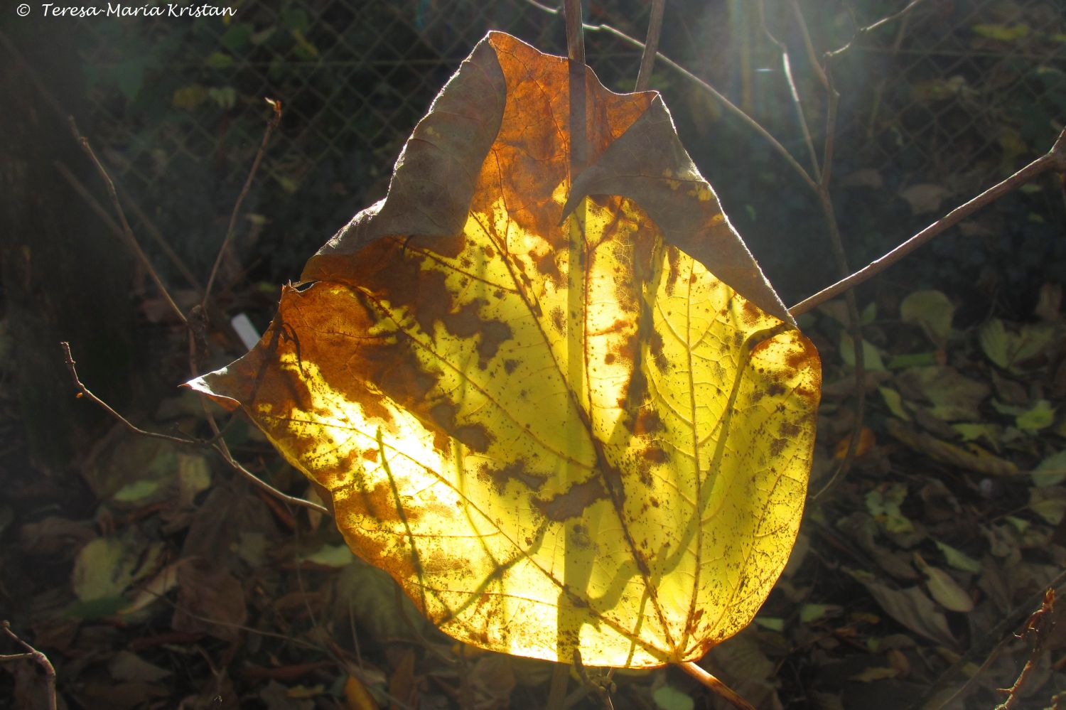 Herbstliche Impressionen vom Grazer Botanischen Garten