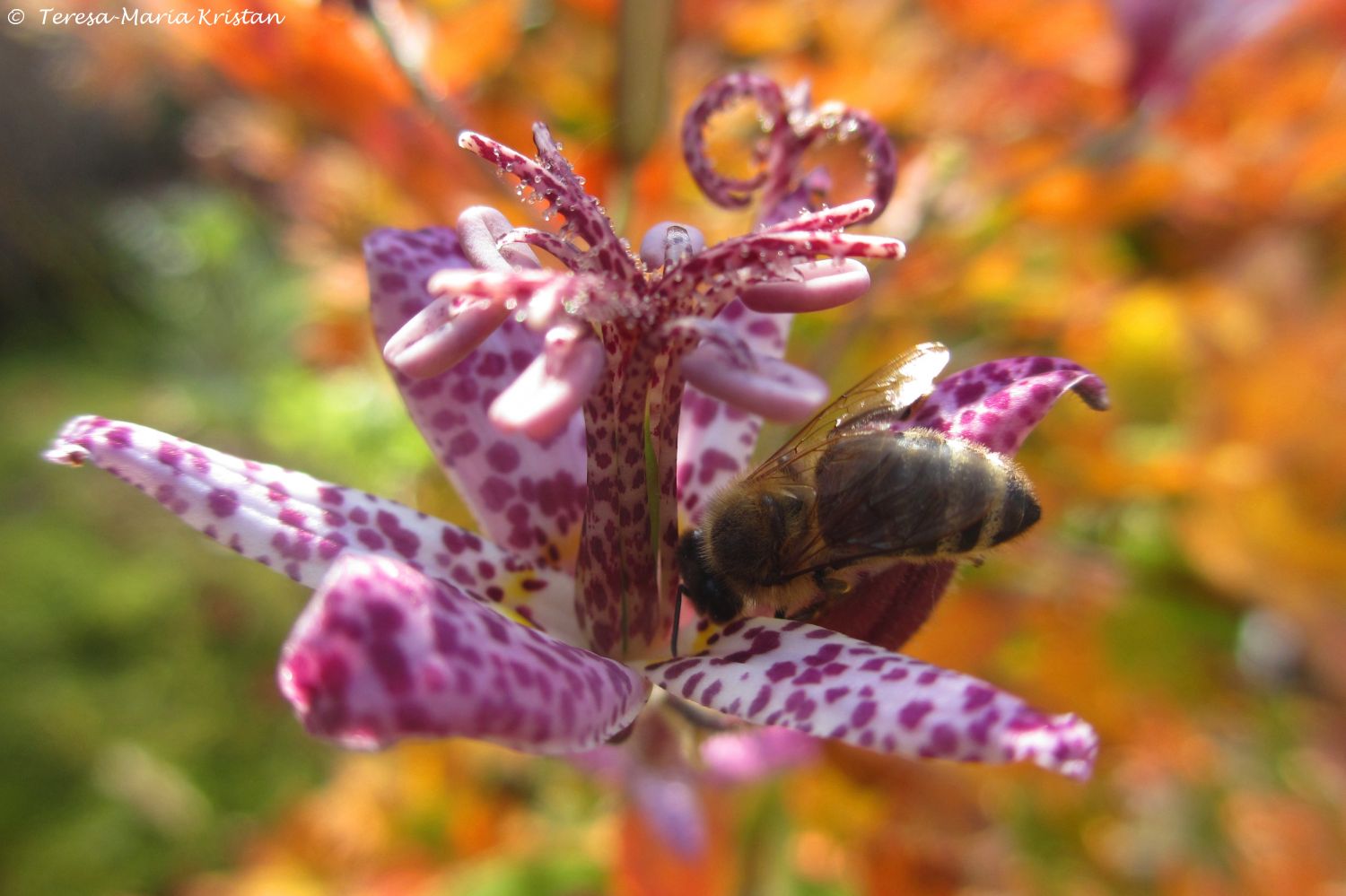 Herbstliche Impressionen vom Grazer Botanischen Garten