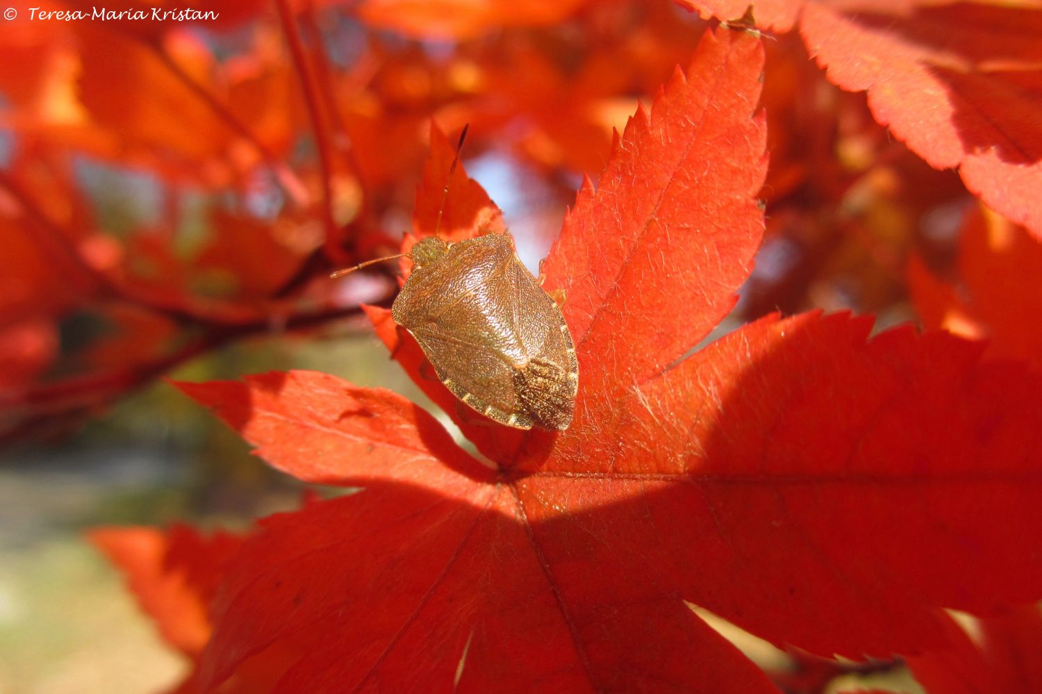 Herbstliche Impressionen vom Grazer Botanischen Garten