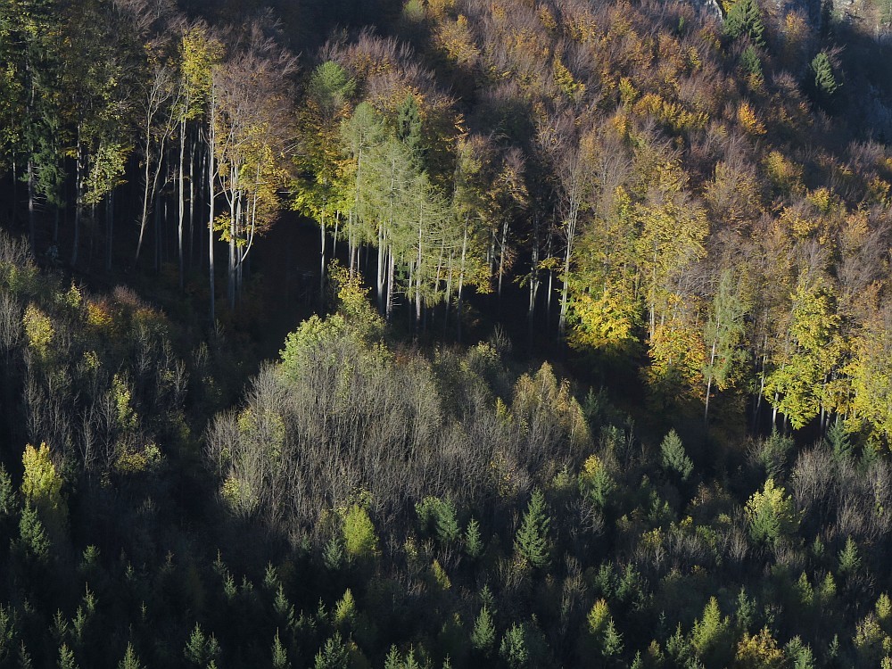 Herbstwald