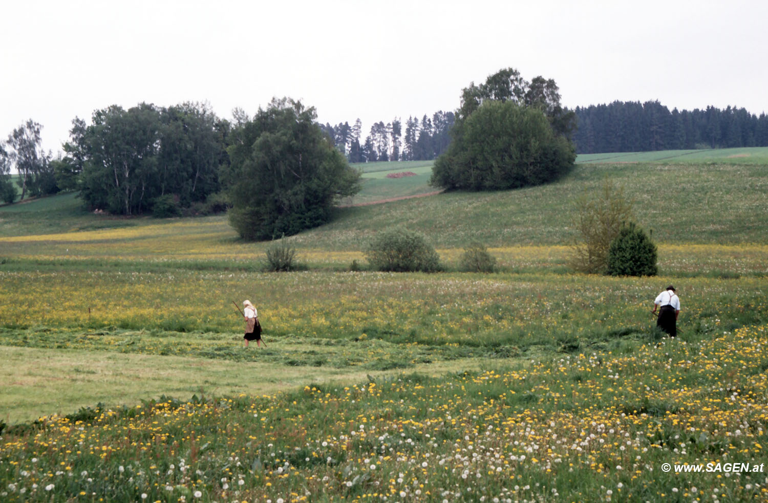 Heuarbeit im Waldviertel