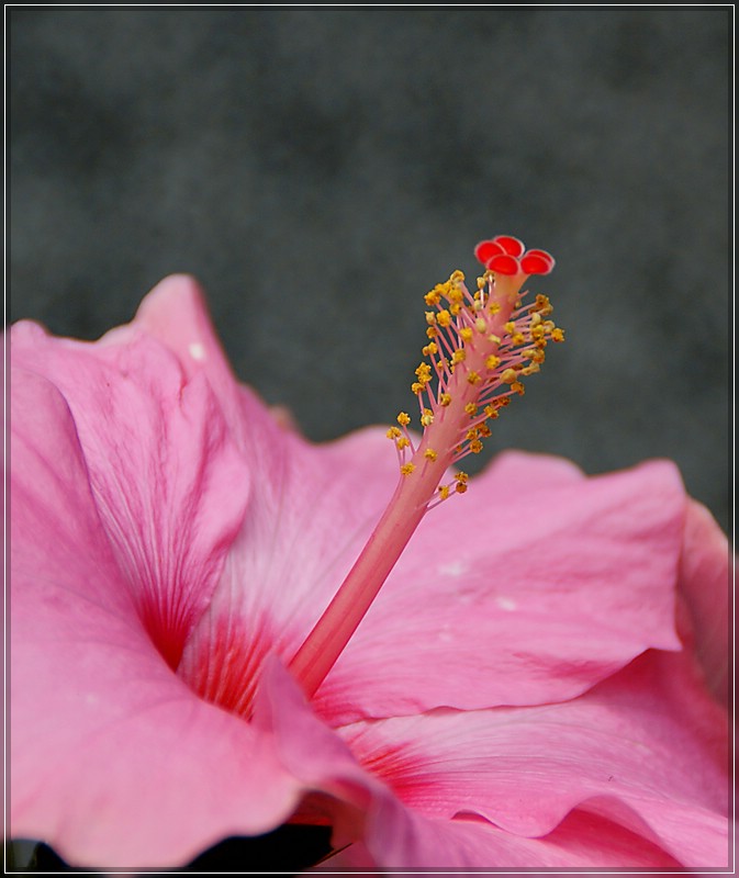 Hibiscus II