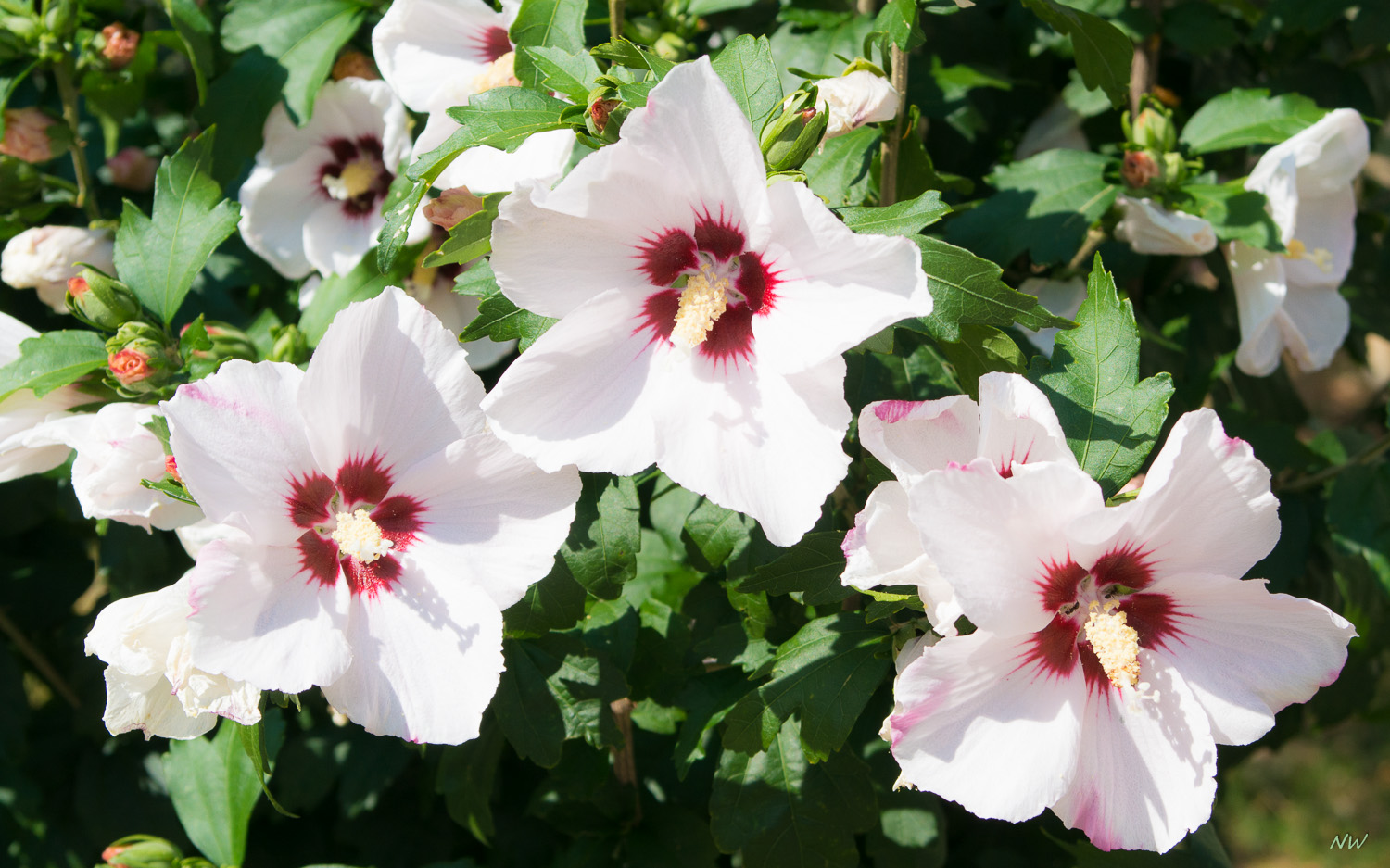 Hibiskusblüten