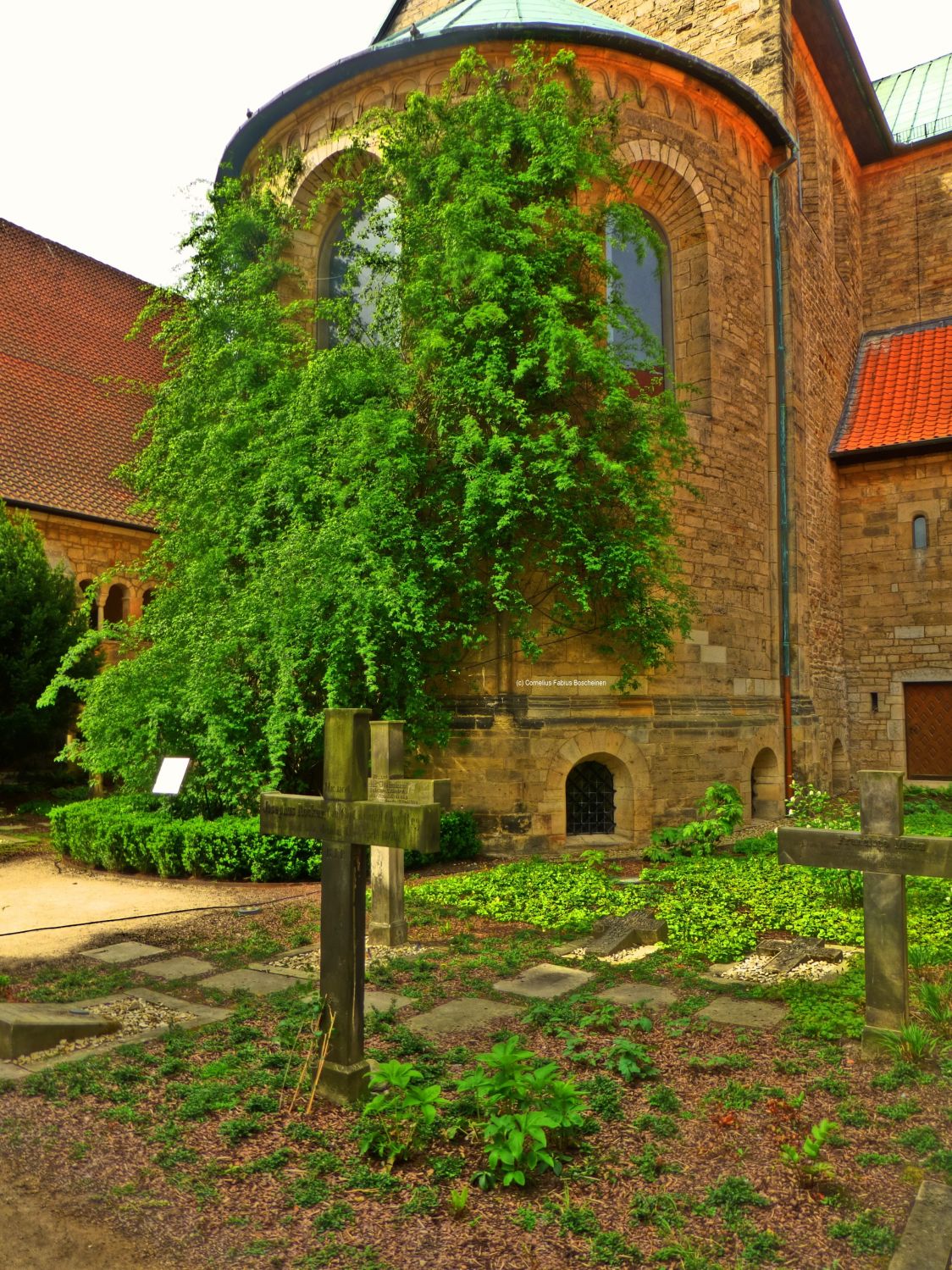 Hildesheims tausendjähriger Rosenstock.