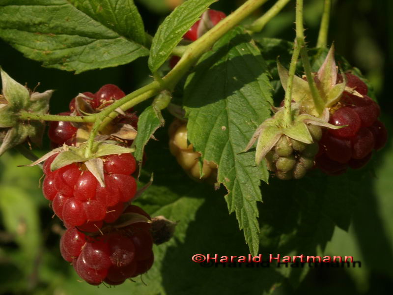 Himbeeren