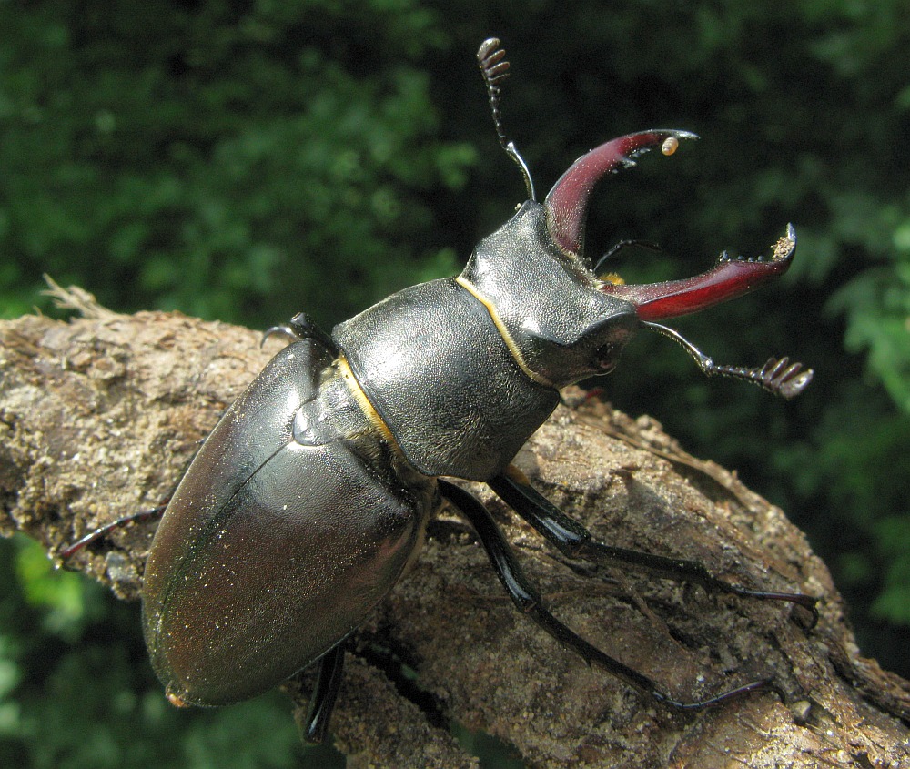 Hirschkäfer Lucanus cervus