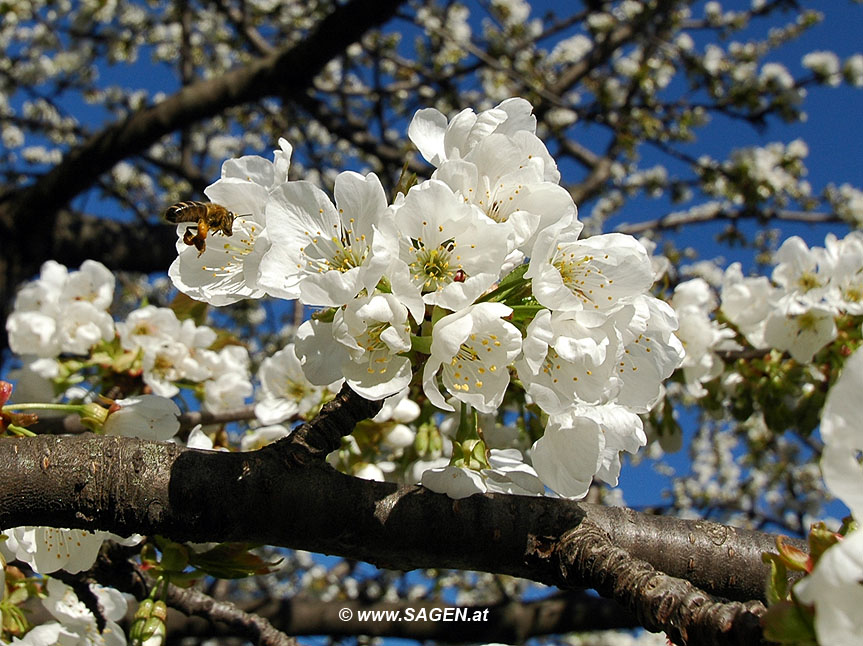 Hochbetriebszeit für Bienen