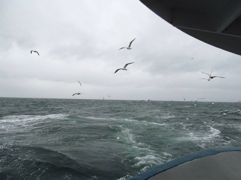 Hochseefischen  Gelbes Riff Dänemark