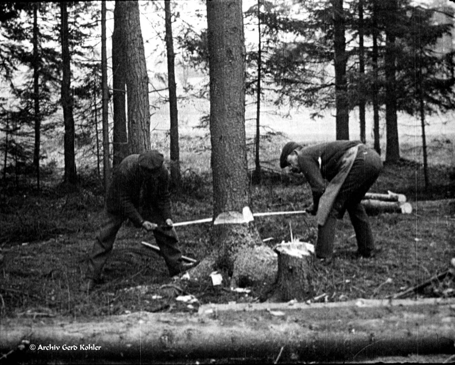 Holz fällen 1930