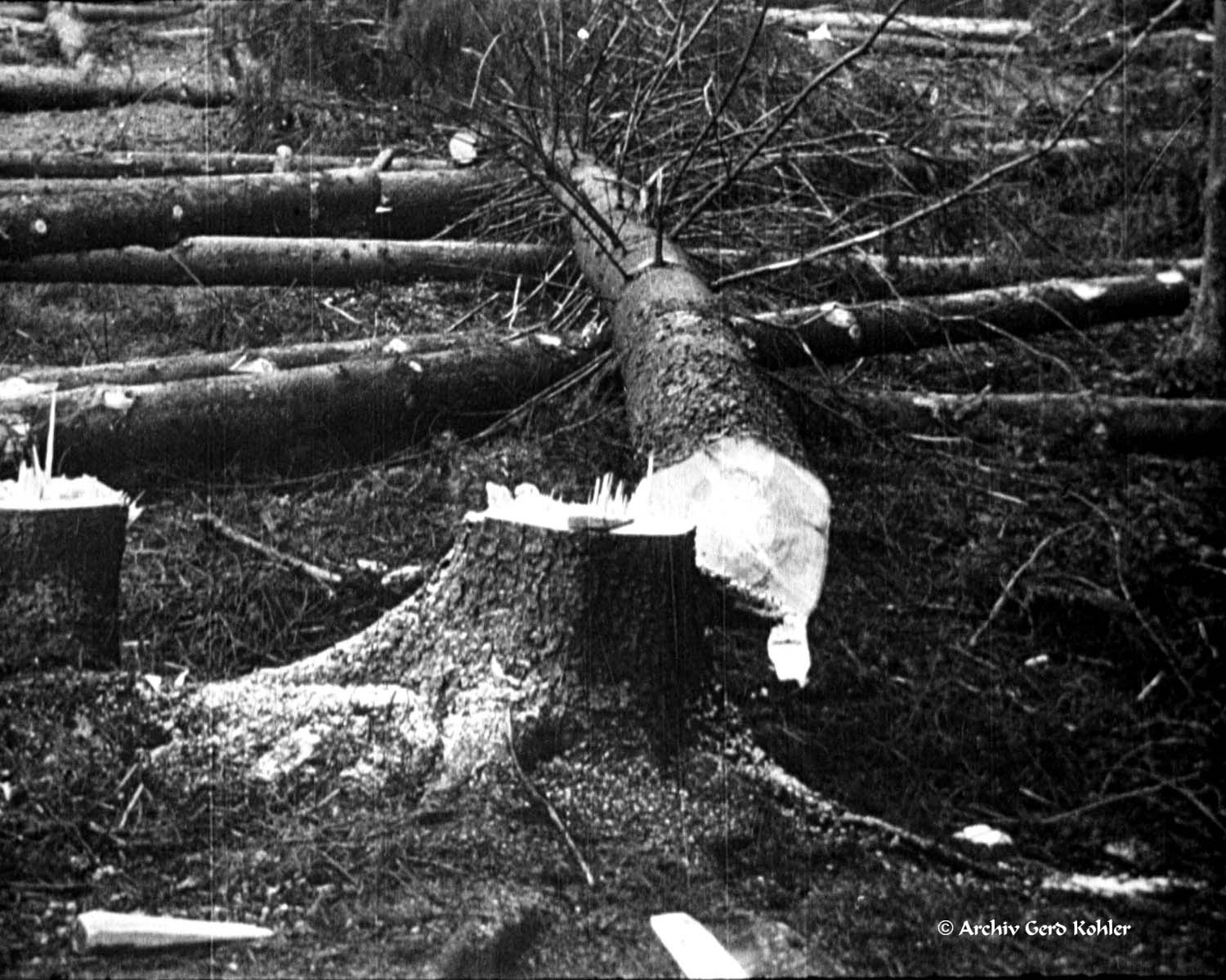 Holz fällen 1930