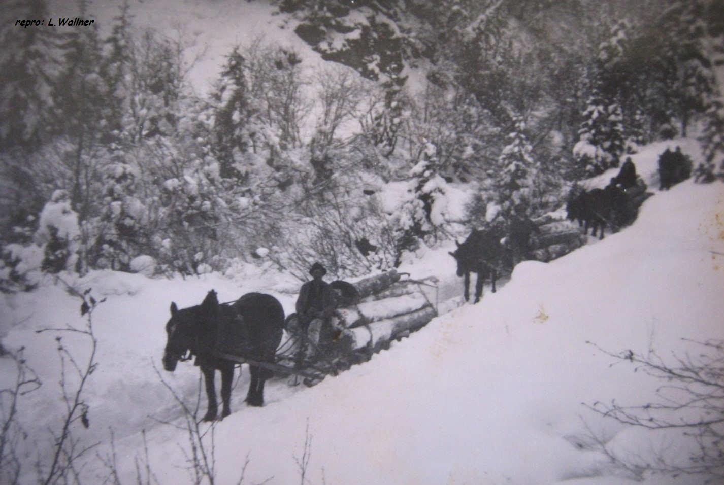 Holzführen im Winter