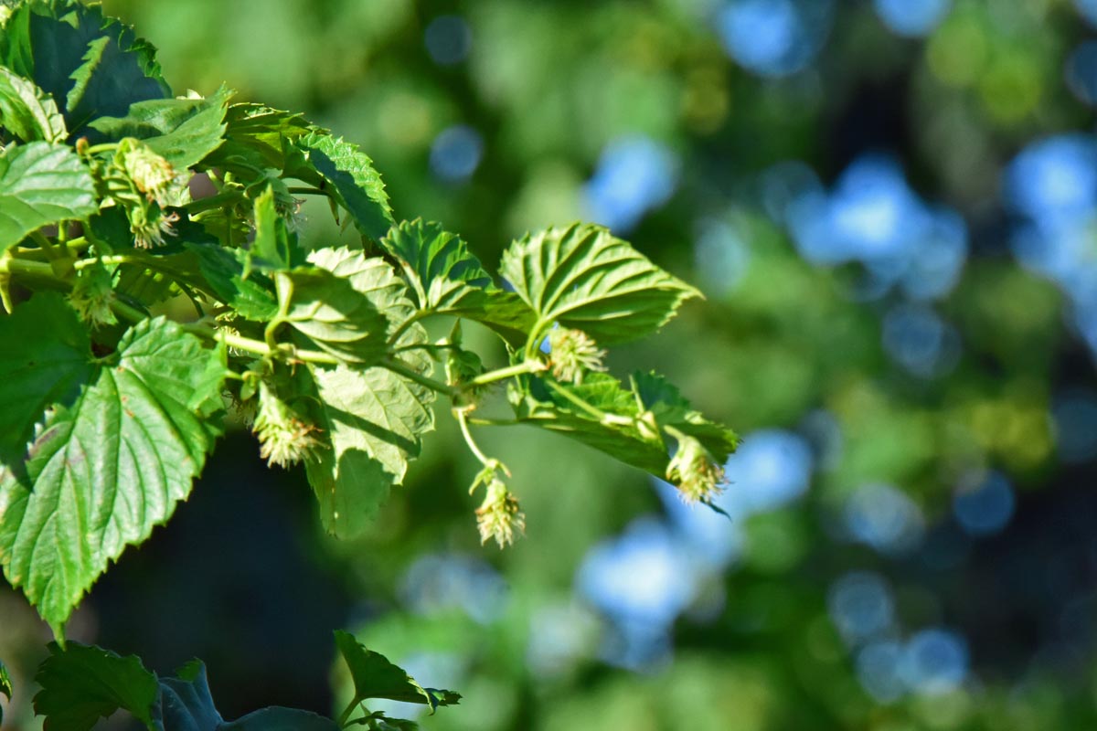 Hopfen