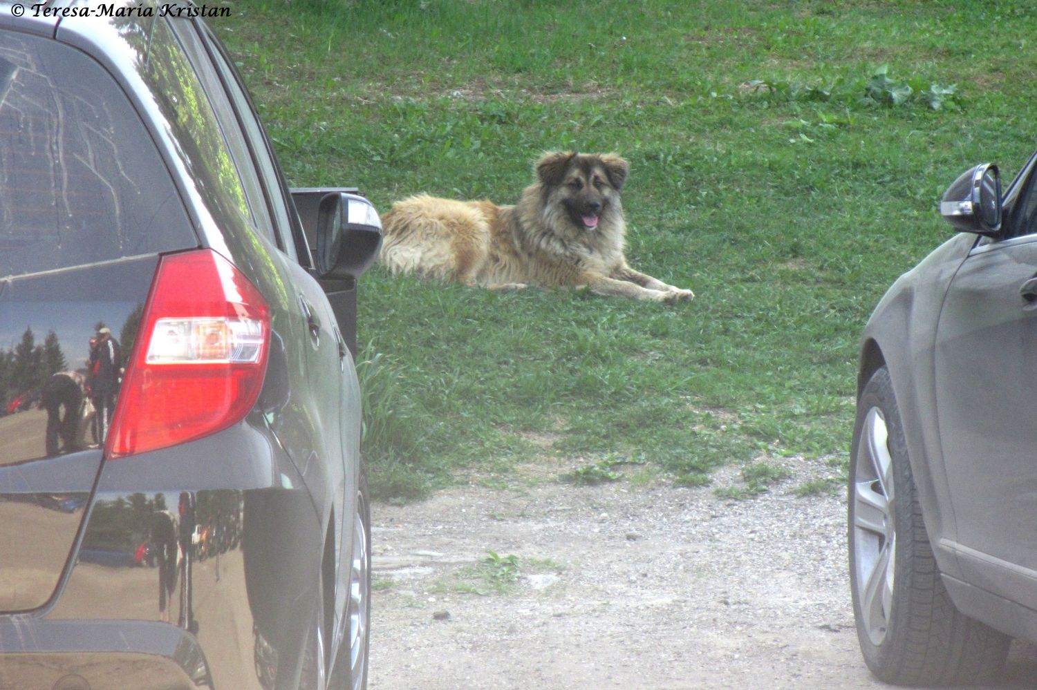 Hotel Castel Dracula, Straßenhund