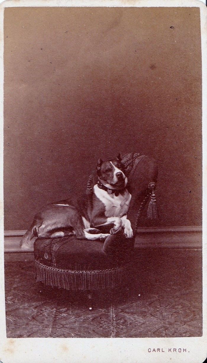 Hund 1880