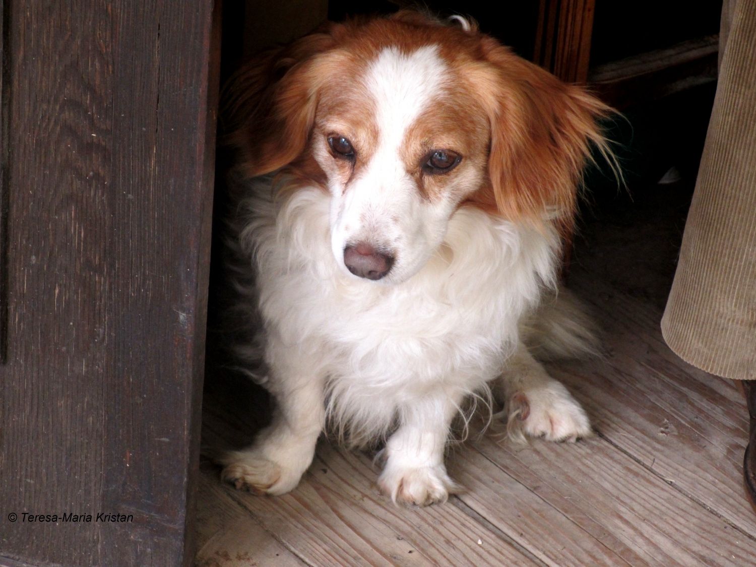 Hund beim Kassahaeuschen bei der Villa Rotonda