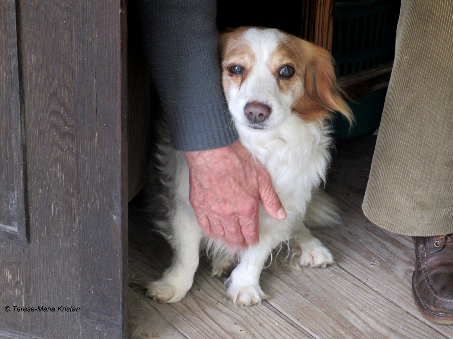 Hund beim Kassahaeuschen bei der Villa Rotonda