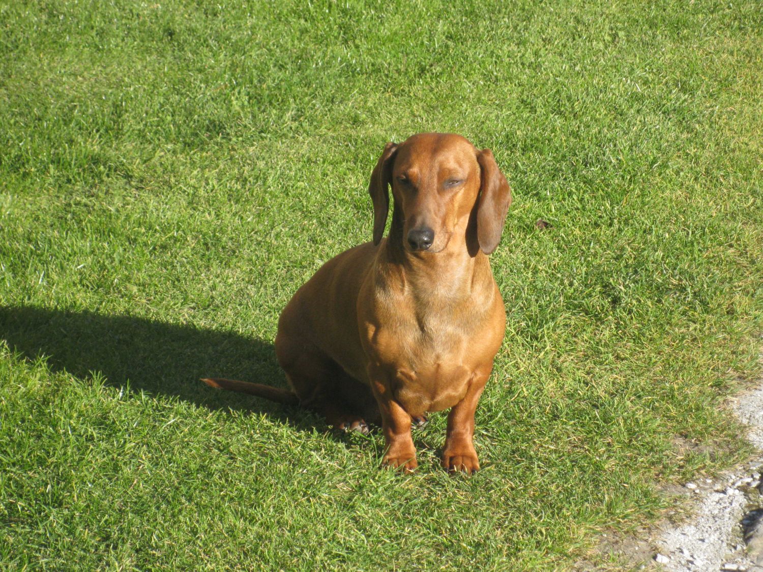 Hund der Familie Bösch