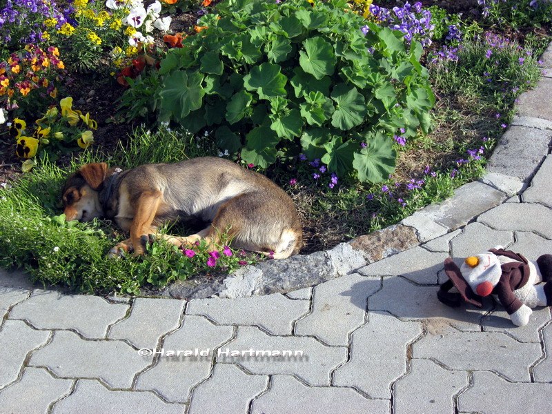 Hund müsste man sein ...