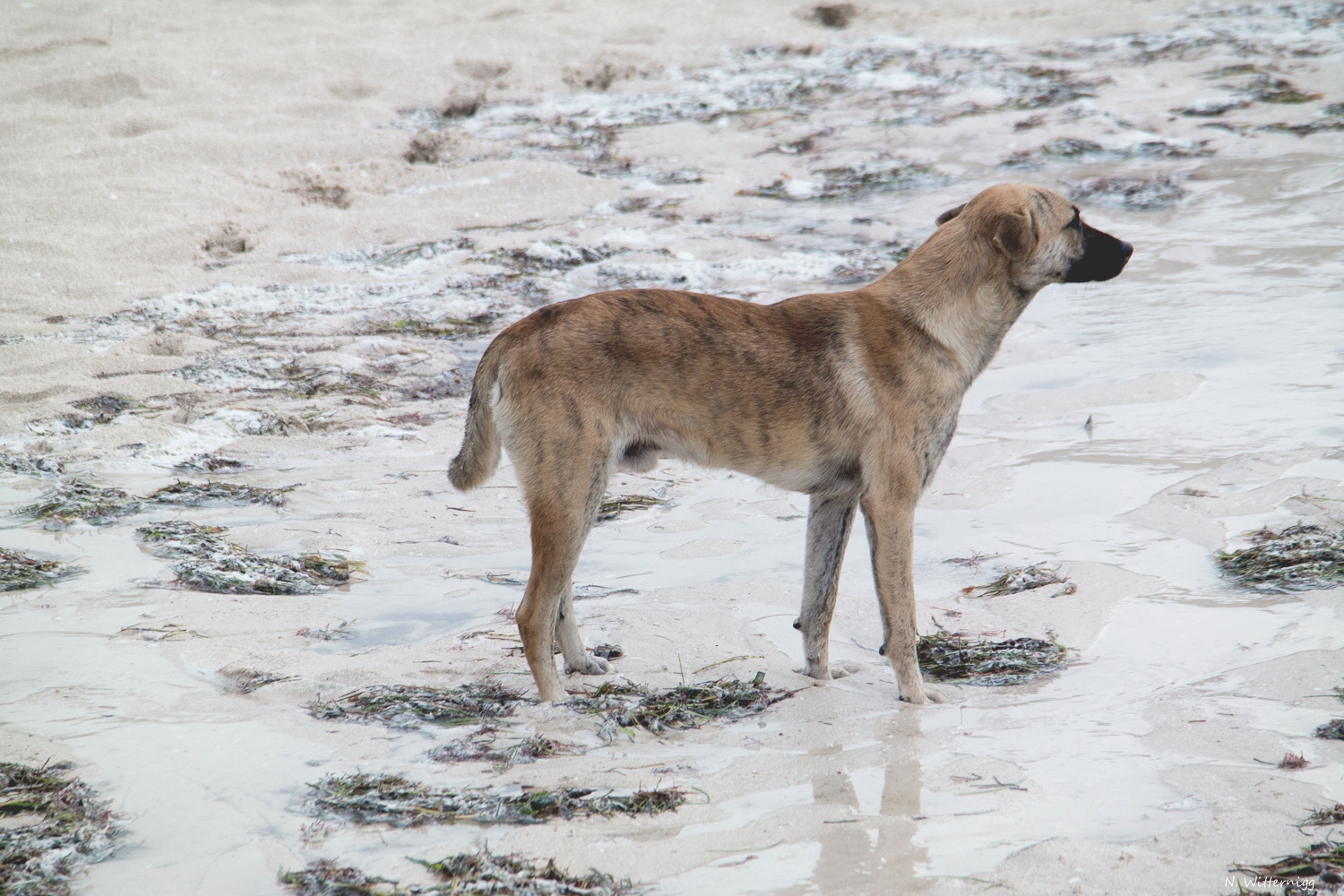 Hunde am Strand von Progreso - 1