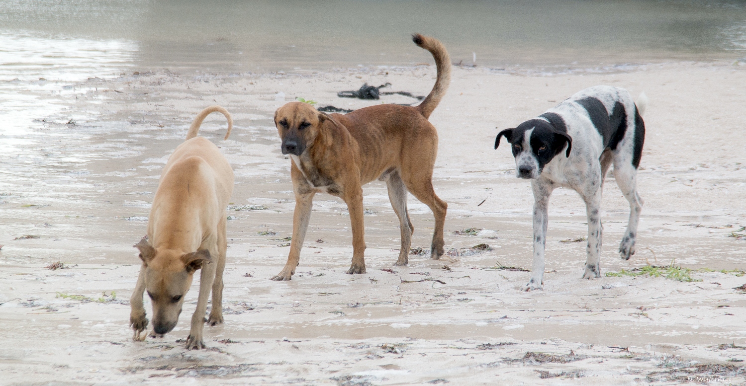 Hunde am Strand von Progreso - 2