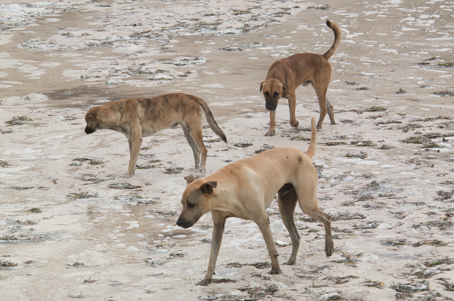 Hunde am Strand von Progreso - 3