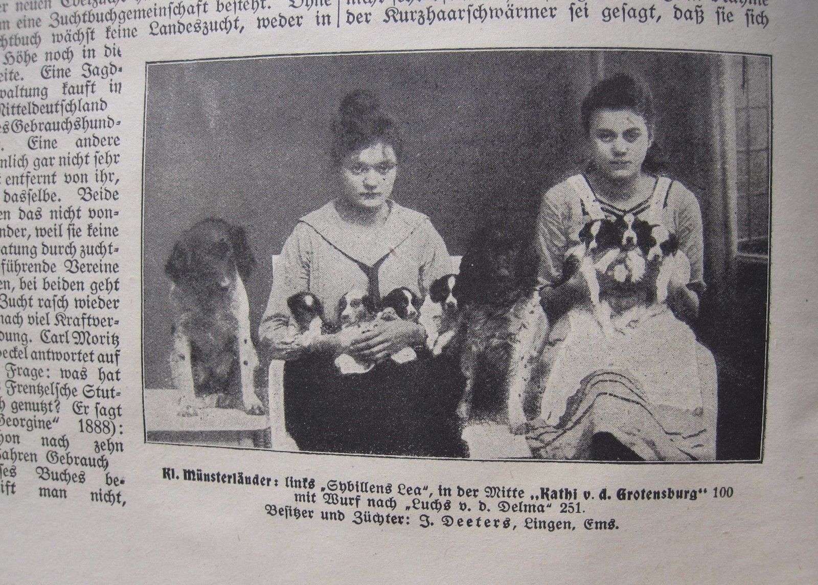 Hundezucht Münsterländer